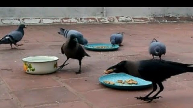 'How Crows are taking food to their shelters || Wish My Channel'