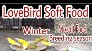 'How To make Budgies cocktail and Love Bird Soft Food Seed Mix| Bird Best Breading Soft Food Winter'