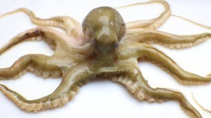 'Stop Motion ASMR - Mukbang Octopus Pollicipes Primitive Cooking mitella IRL Recipe 4K Cuckoo'
