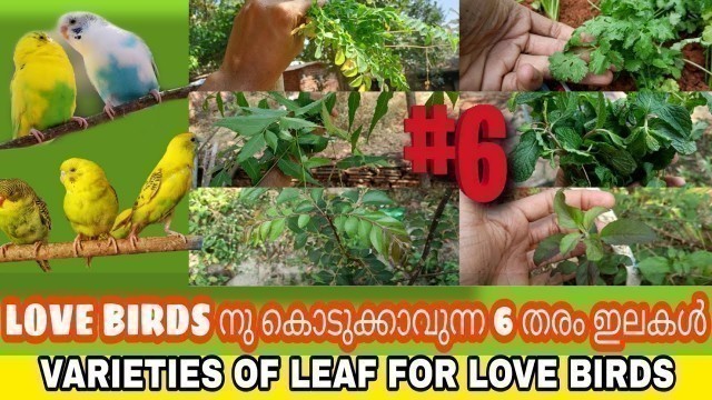 'love birds food list|type of leafs for love birds|best food for love birds|health food for love bird'