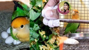 'Lovebird Breeding Progress || Food & Medicine For Breeding ||Bird care || kakuli'