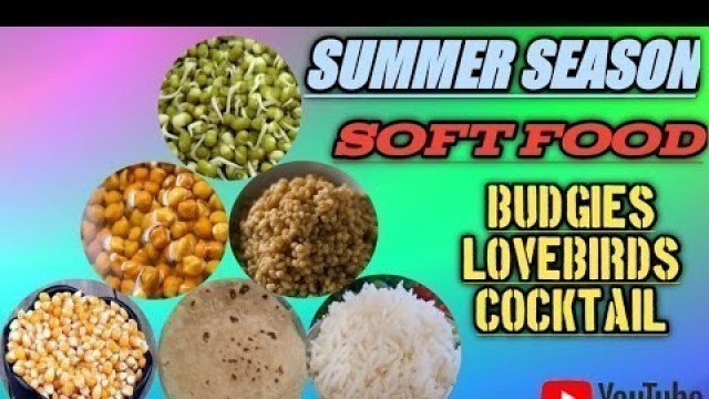 'Budgies, lovebird and Cocktail summer season weekly soft food schedule.'