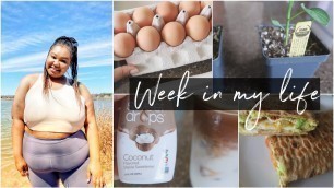 'Coconut Latte, Trader Joe\'s + Costco Haul, Plus Size Fitness, Spring Tidy | Edyn Weekly Vlogs'