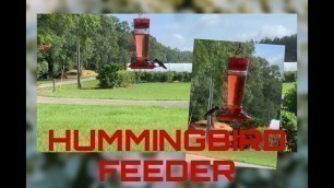 'How to make easy hummingbird food'