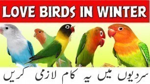 'Love Birds Winter Care I Love bird food Winter | best food for love birds | mix seed for love birds.'