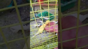 'Feeding Buddgies #lovebird  #budgies #pets #love #feeding #food #hobby #birdslover #birds'