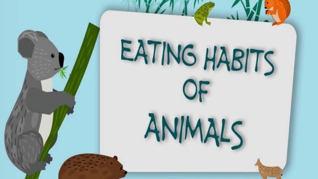 'How animals eat their Food (Grade 3)'