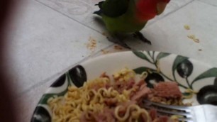 'Lovebird steals my food (noodles)'