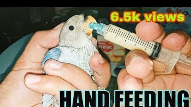 'HAND FEEDING || CERELAC FOOD FORMULA || HOW TO HAND FEED LOVEBIRD CHICK || TAGALOG'