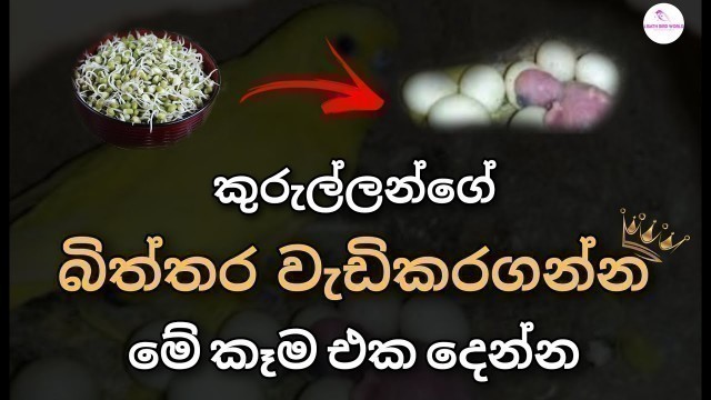 'The best breeding food for birds in Sinhala | birds breeding food | love birds sinhala'
