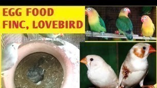 'Finch & Lovebird ko aaj nashta diya | finches breakfast | Egg food kaise aor kis bartan me dena he'
