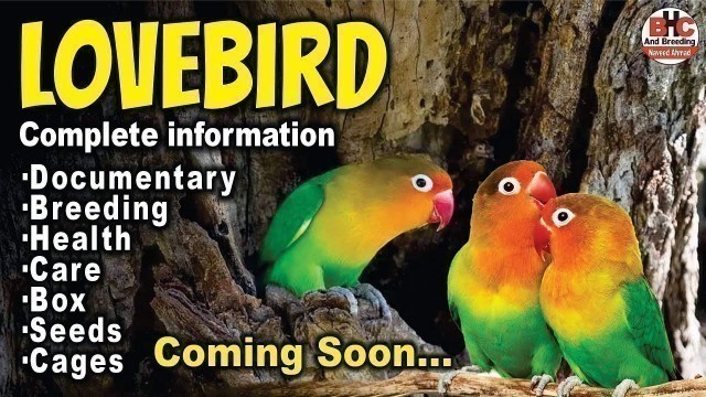 'Lovebird Complete Information Breeding Box, Cage, Seed, Vitamin, Soft food and Breeding Season'