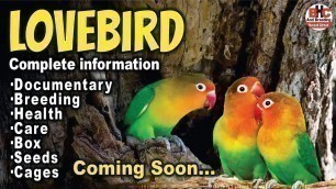 'Lovebird Complete Information Breeding Box, Cage, Seed, Vitamin, Soft food and Breeding Season'