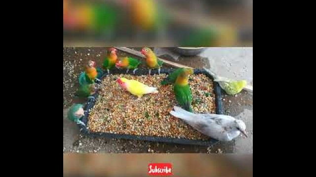 'Birds Soft Food Time ##viral #softfood #lovebird #budgies #dove #ytshorts'