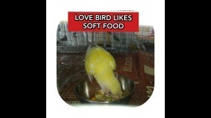 'LOVE BIRD LIKES SOFT FOOD'