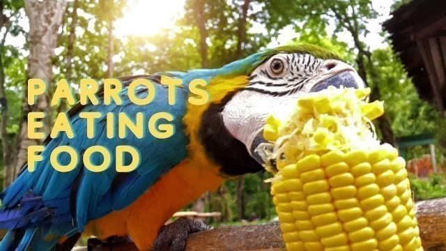 'Parrots Eating Food | Smiley Lovebird'