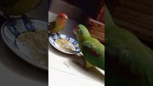 'Lovebird ..##cute fighting##parrot##food'