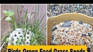 'Lovebird Budgies Finches All Birds Green Food Grass seeds (Finch Budgies Tv)'
