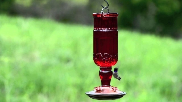 'Perky-Pet® Red Antique Bottle Glass Hummingbird Feeder'