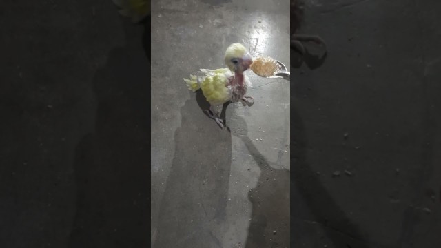 'lovebird chick food eating today night dinner'