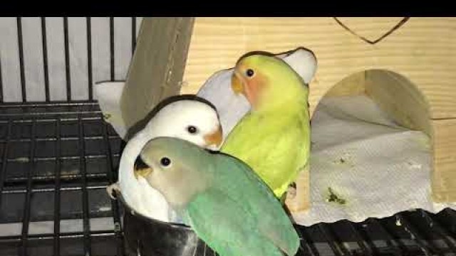 'Lovebird Babies inside the food dish.'