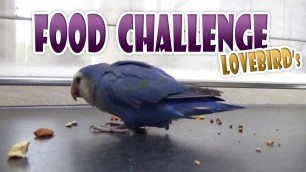 'LOVEBIRD FOOD CHALLENGE - Love Bird Cobald Agapornis Seed Mix Test & Eating Parrot Feeding ✦ YUMMIE'