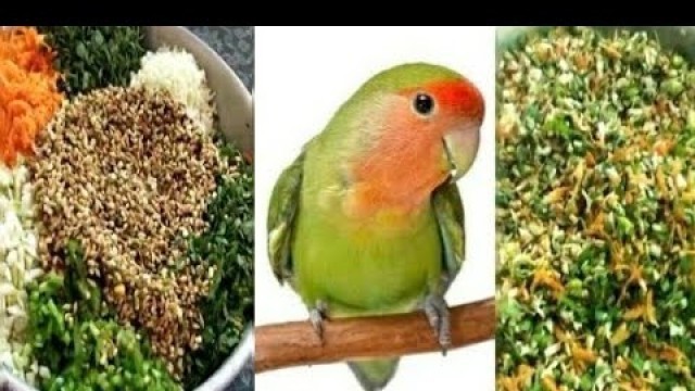 'Love bird food | Lovebird ka soft food | Best food for love bird |  mix feed for lovebirds'