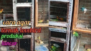 'Makanan untuk indukan lovebird agar produksinya tetap lancar l ternak lovebird'