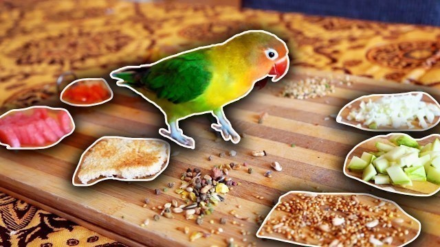 'Which Food the LOVEBIRD will Choose ? / (Lovebirds Diet)'