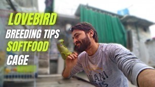 'How To Choose Lovebird Pair || Lovebird Breeding Tips || Lovebird Soft food || lovebird cage'
