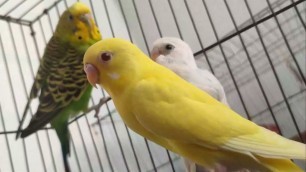 'Budgerigar eating food || Budgie Bird || Birds || Love Bird || Parakeet || Annabia\'s Life'