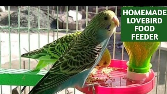 '\"DIY\" How To Make Automatic Food Feeder | Budgies, Parakeet, Lovebirds'