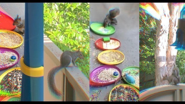 'Squirrels love bird food while birds love colors'