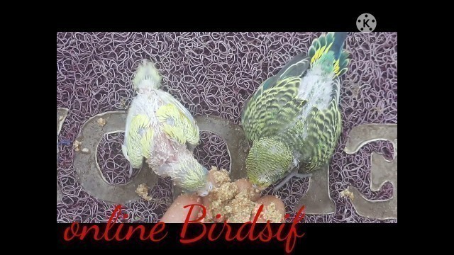 'Lovebird chick food eating today//online Birdsif'