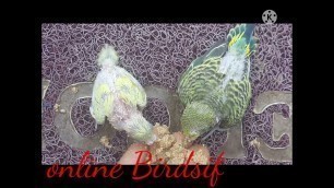 'Lovebird chick food eating today//online Birdsif'