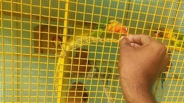 'Lovebird playing and eating Soft food'