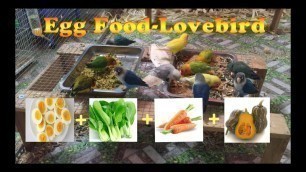 'Egg food for Lovebird - Best meLovebird'