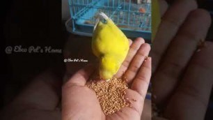 'Tamed Love Bird | Ebco pets Home | #birds #pets #lovebird #Tamedbirds #food'