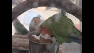 'food for lovebird - coconut & material for nest building'