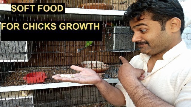 'SOFT FOOD FOR HEALTHY BIRDS | FAST GROWTH CHICKS | LOVE BIRD SOFT FOOD | AZEEM BIRDS WALA'