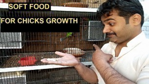 'SOFT FOOD FOR HEALTHY BIRDS | FAST GROWTH CHICKS | LOVE BIRD SOFT FOOD | AZEEM BIRDS WALA'
