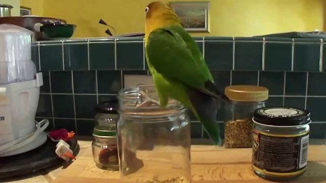 'Lovebird Reaching for Food in a Jar'