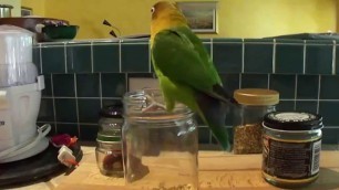 'Lovebird Reaching for Food in a Jar'