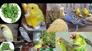 'love birds care।love bird food।love birds eggs hatching time।love bird cage।love birds breeding.'