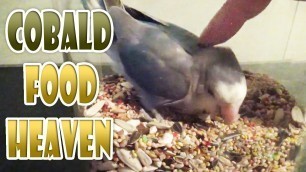 'Hungry Lovebird in FOOD HEAVEN - Eating Love Bird Seeds Feeding. Agapornis Eats As Much As He Can!'