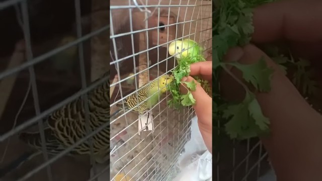 'Budgie eating green food | love bird soft food |# new #coriander #budgie #love'