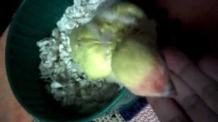 'Baby Lovebird Bitsy stepping up from food bowl'