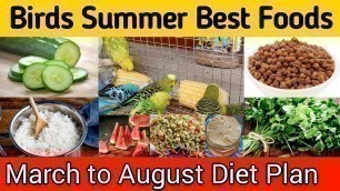 'Budgies summer foods | March to August diet plan for all birds | Summer softfoods budgies parrots'