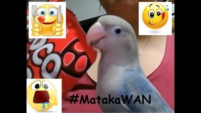 'Eating with Wan - Our Lovebird wants to eat human food - Vlog 12'
