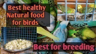 'Love bird ന് ഉള്ള  best healthy natural food  വെട്ടിൽ തന്നെ ഉണ്ടാക്കാം  #lovebirds #bestfood #food'